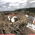14_15-nest.jpg