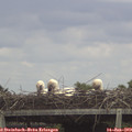 14_25-mast.jpg