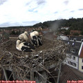 14_30-nest.jpg