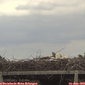 14_40-mast.jpg