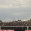 14_45-mast.jpg