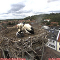 14_55-nest.jpg
