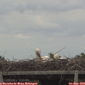 15_05-mast.jpg