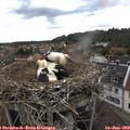 15_10-nest.jpg