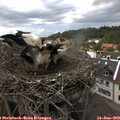 15_15-nest.jpg