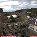 15_20-nest.jpg