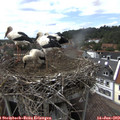 15_25-nest.jpg