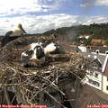 15_30-nest.jpg