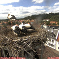 15_35-nest.jpg