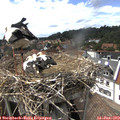 15_40-nest.jpg