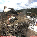 15_50-nest.jpg