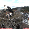 15_55-nest.jpg