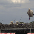 16_00-mast.jpg