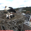 16_00-nest.jpg