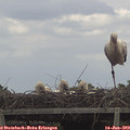 16_05-mast.jpg
