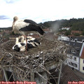 16_05-nest.jpg