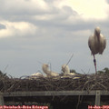 16_10-mast.jpg
