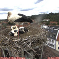 16_10-nest.jpg