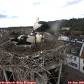 16_15-nest.jpg