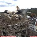 16_20-nest.jpg