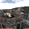 16_25-nest.jpg