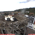 16_30-nest.jpg