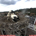 16_40-nest.jpg