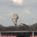 16_45-mast.jpg