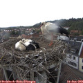 16_45-nest.jpg