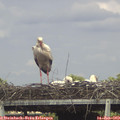 16_50-mast.jpg