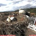 16_50-nest.jpg