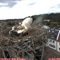 16_55-nest.jpg