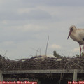 17_00-mast.jpg