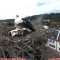 17_05-nest.jpg