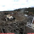 17_10-nest.jpg