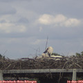 17_15-mast.jpg