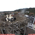 17_15-nest.jpg