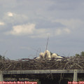 17_20-mast.jpg