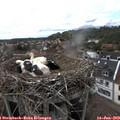 17_20-nest.jpg