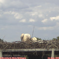 17_25-mast.jpg