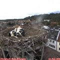 17_25-nest.jpg
