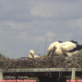 17_30-mast.jpg