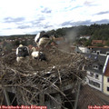 17_30-nest.jpg