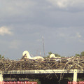 17_35-mast.jpg