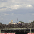 17_40-mast.jpg