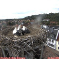 17_40-nest.jpg
