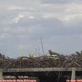 17_45-mast.jpg