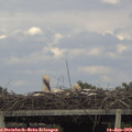 17_50-mast.jpg