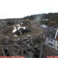 17_50-nest.jpg