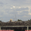 17_55-mast.jpg